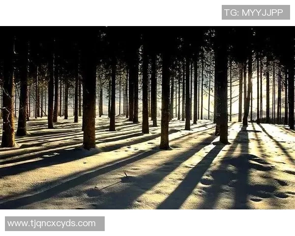 探索光影之美:摄影艺术的创作技巧与视觉表达的无限可能 探索光影之美:摄影艺术的创作技巧与视觉表达的无限可能