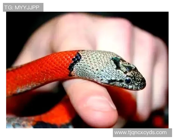 街舞新手必看：从零开始的比赛经验与技巧全面指南