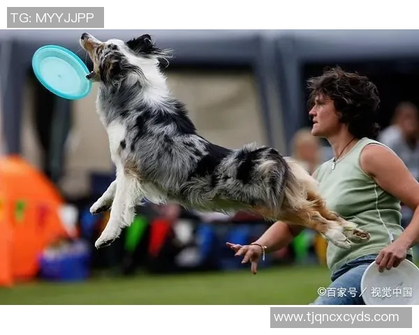 飞盘新手必看:提升耐力的全面入门指南与训练技巧分享 飞盘新手必看:提升耐力的全面入门指南与训练技巧分享